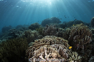 Reef scene at Tetawa Besar, Komodo by Tobias Reitmayr 
